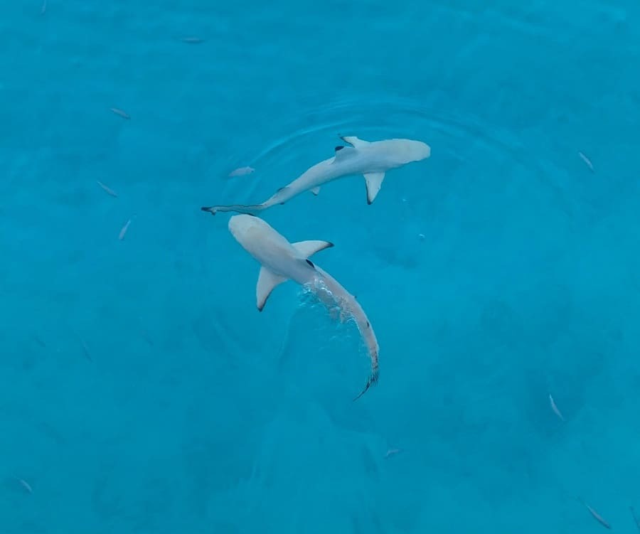 Black tip sharks at feeding time