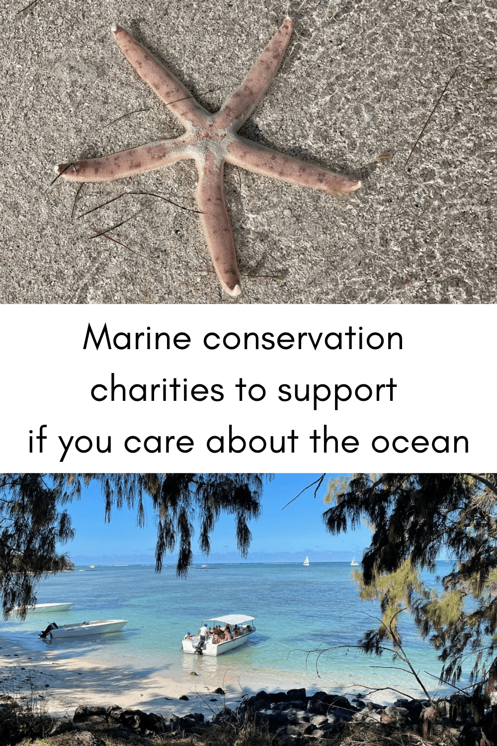 Marine conservation charities to support