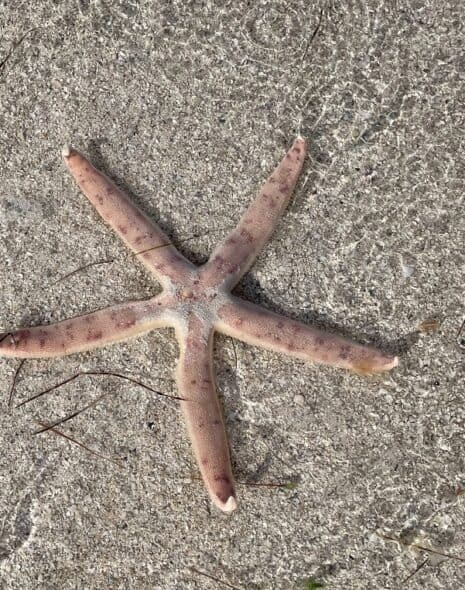 Starfish in Mauritius