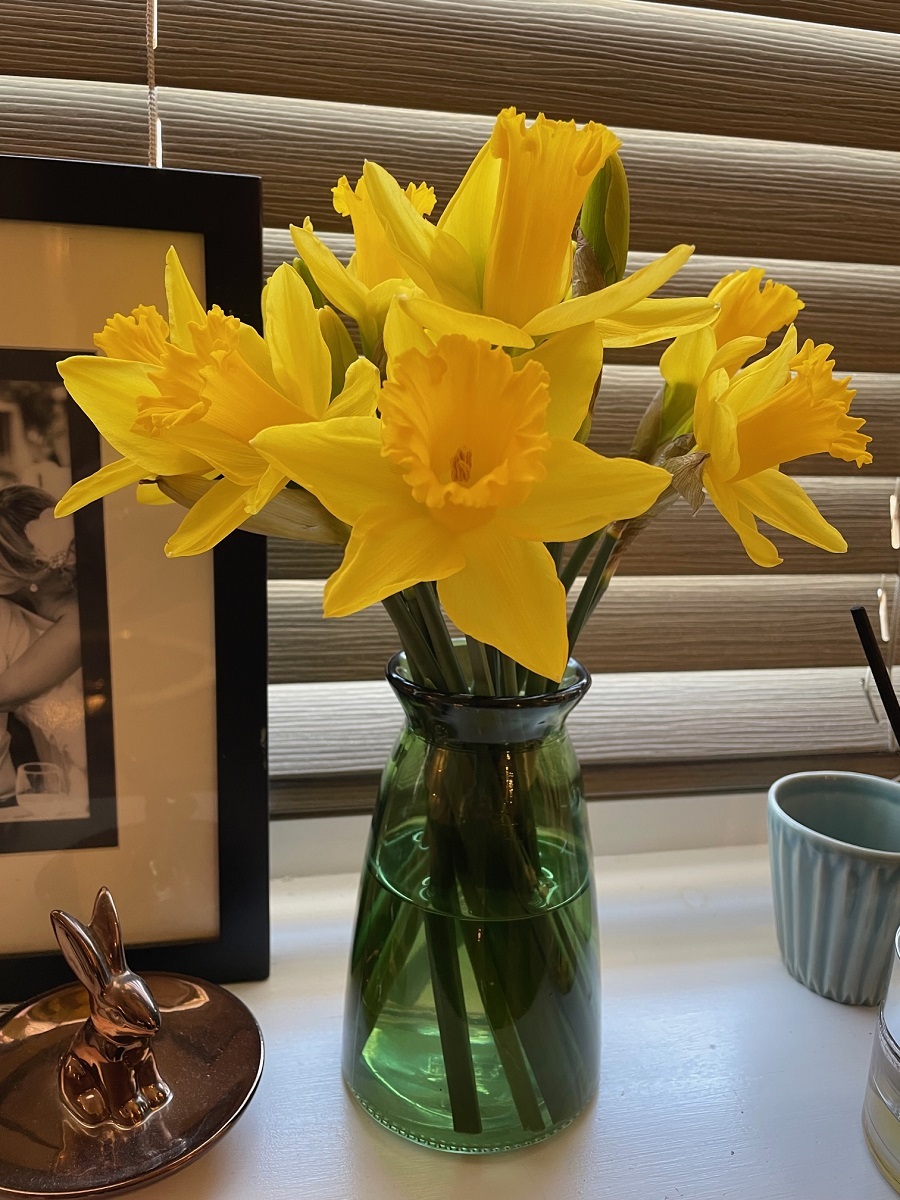 Yellow daffodils in a green vase